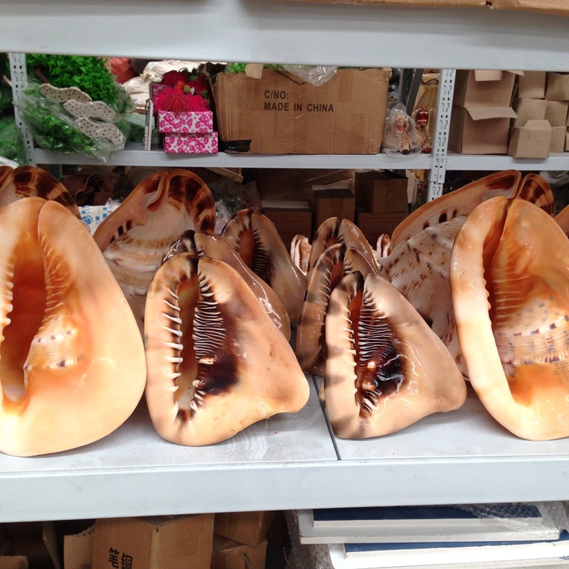 海贝海天然唐冠螺 海螺贝壳 收藏礼品 室内摆件 水族箱鱼缸