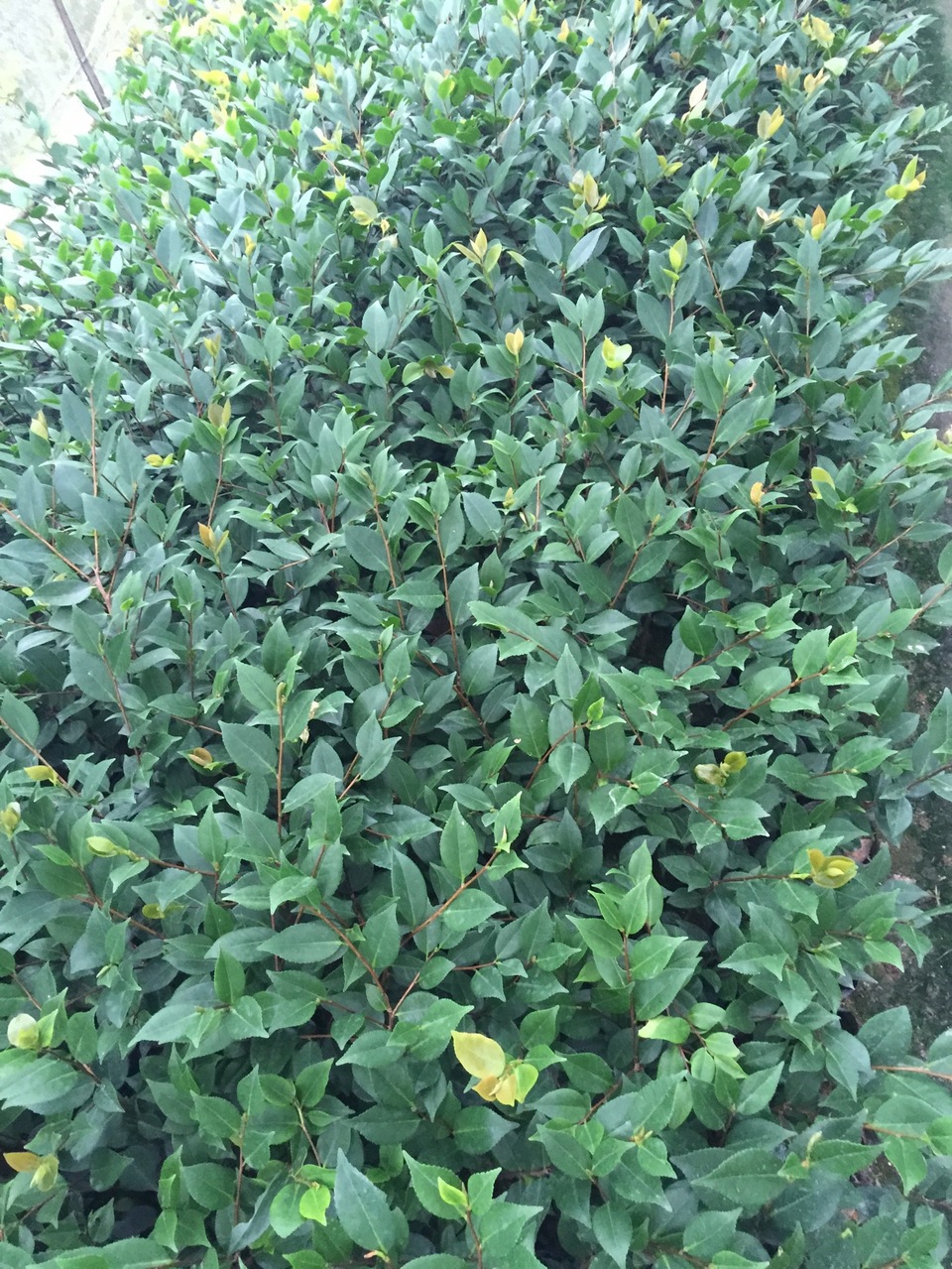 东方红基地批发 千里香小苗 烈香盆栽茶花苗 三年苗绿植庭院盆栽