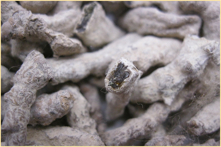 批发中药材僵蚕供应白僵蚕优质四川僵蚕