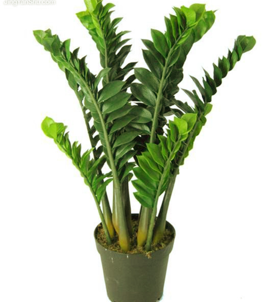 金钱树雪铁芋盆栽花卉净化空气天南星观叶植物产地直销