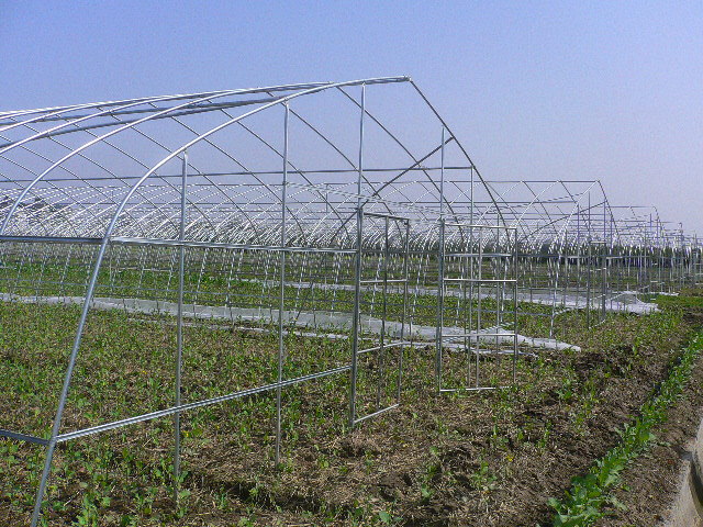 常年出售gp622型单体钢架大棚