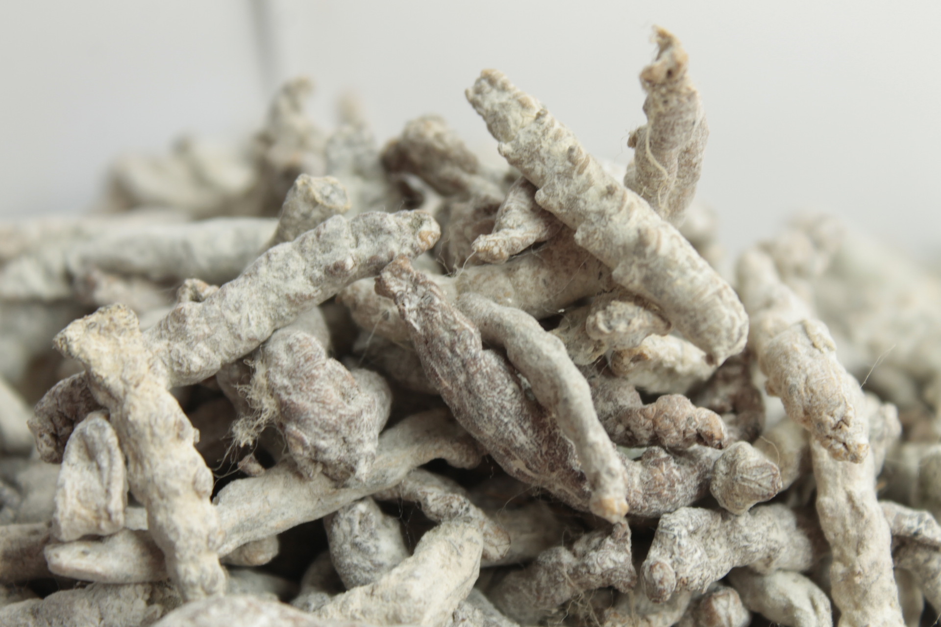 批发白僵蚕 药食两用真菌 山珍 癌配方必备