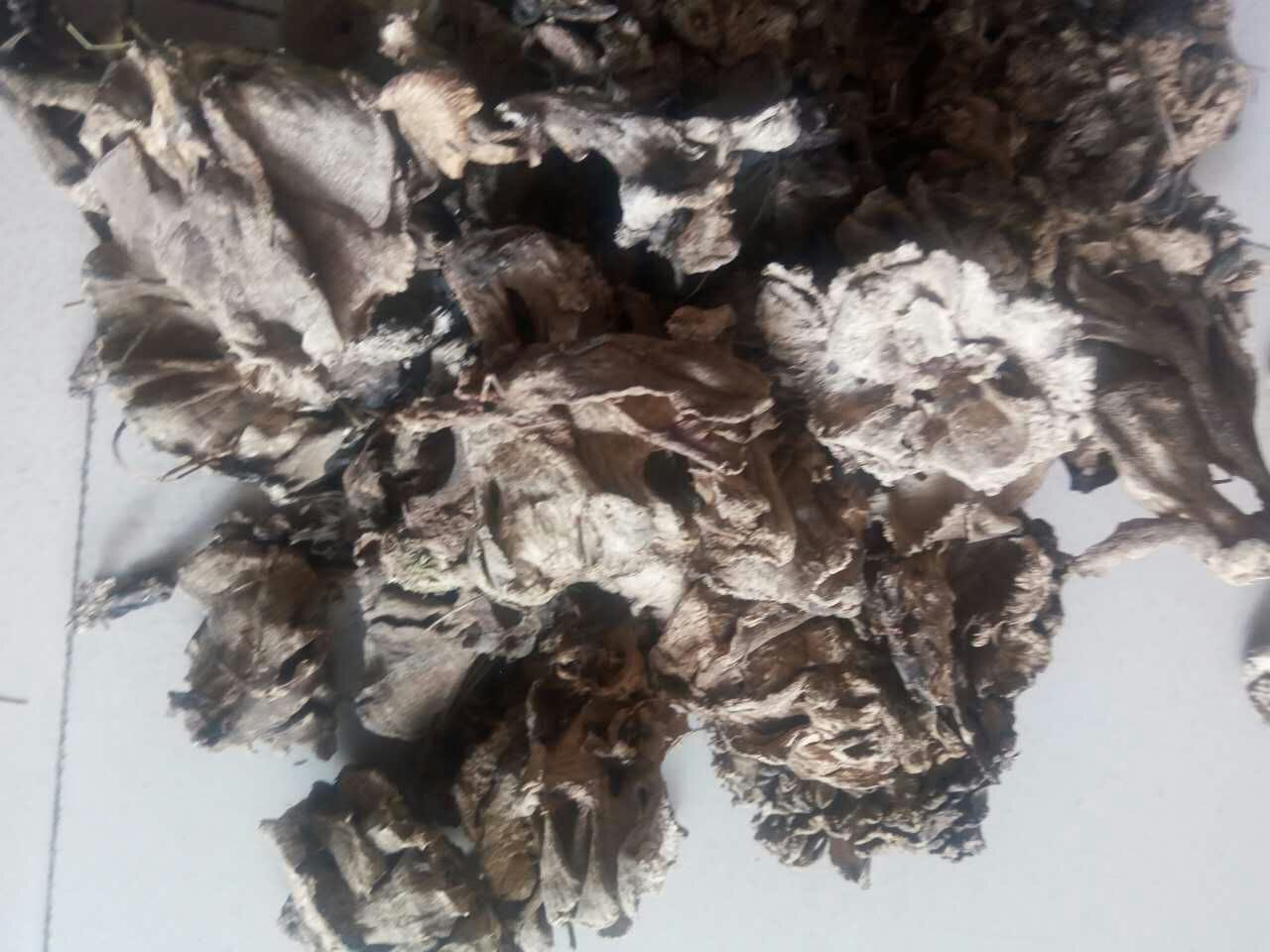 灵芝之家 云南野生灰树花 灰树菇 野生舞菇 产地批发 一手货源