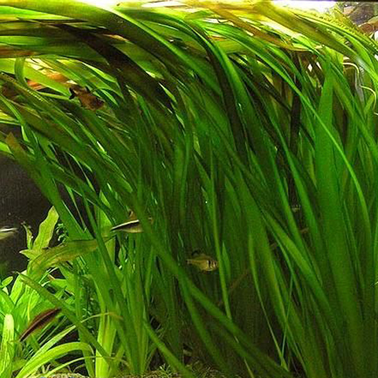 水生植物沉水植物苦草苗净化水质黑藻金鱼藻水生鸢尾再力花