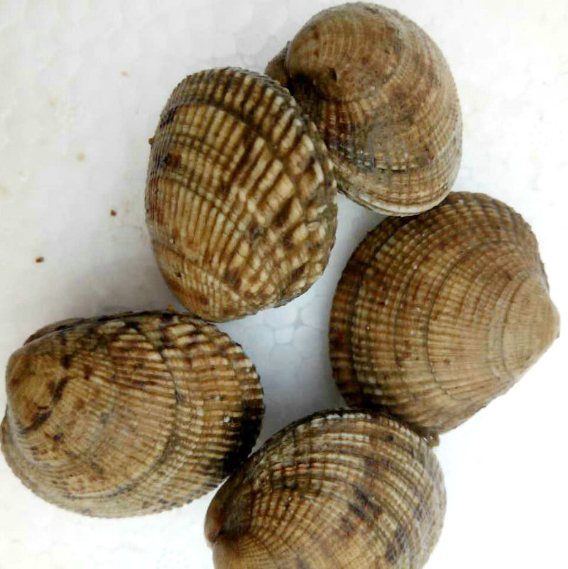 水产鲜活马蹄老头贝 连云港贝类水产批发 餐饮生鲜鲜活海味海产品