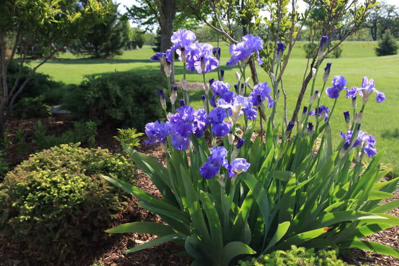 德国常绿蓝花鸢尾 四季常绿不落叶 庭院阳台盆栽观赏花境美化 - 苗木