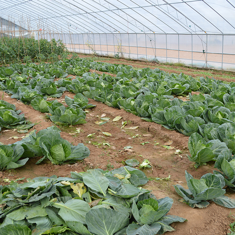 新鲜大头菜包头菜 批发卷心菜产地**现摘现发圆白菜热销绿甘.