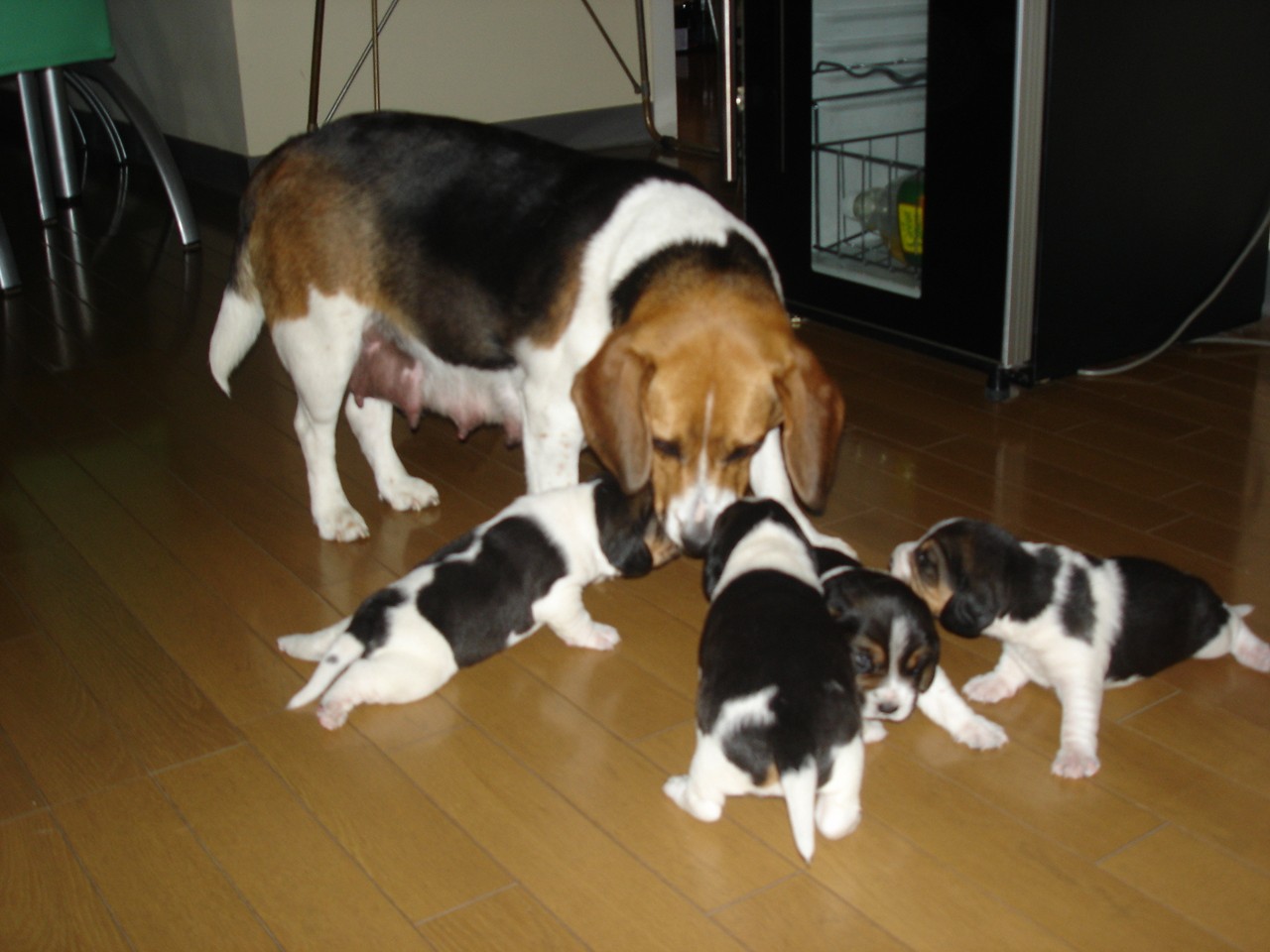 纯种比格犬最新价格￥比格犬幼犬多少钱一只