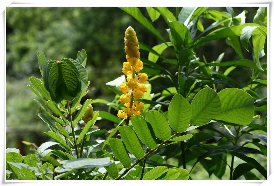 苏木提取物10:1西安昌岳植物化工有限公司
