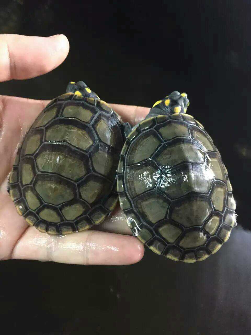 忍者神龟黄头侧颈龟图片_纵览新闻