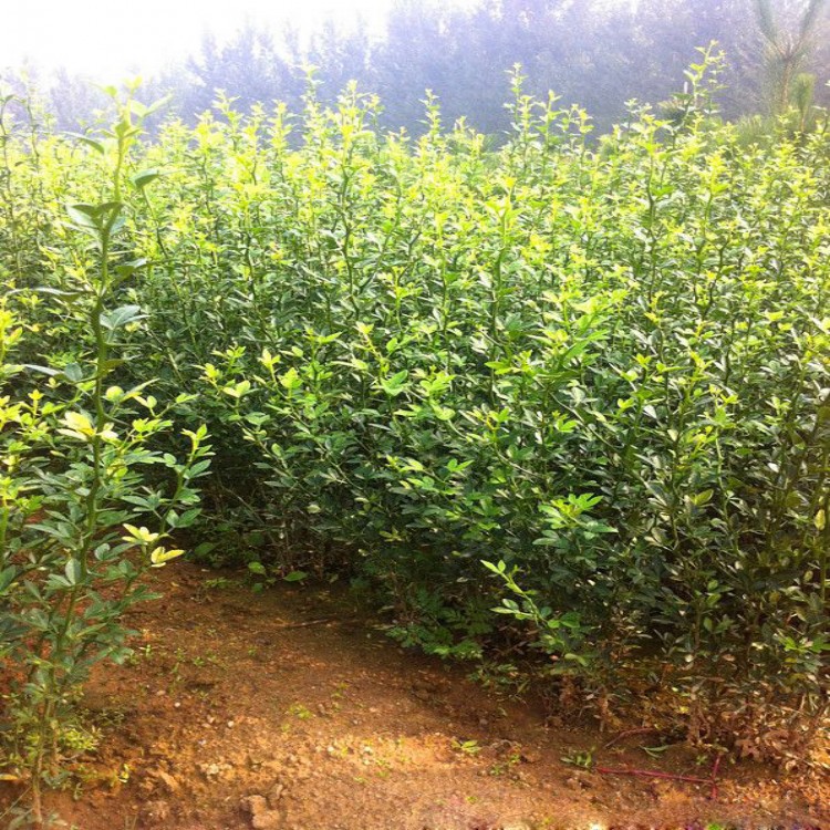 枸橘小苗 枳壳苗 围墙绿化用苗 基地直销 价格优惠.