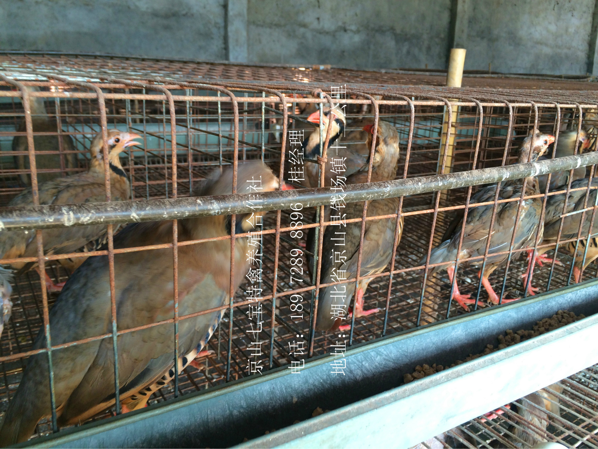 鹧鸪笼鹧鸪苗鹧鸪蛋鹧鸪蛋孵化设备鹧鸪活体鹧鸪鸟