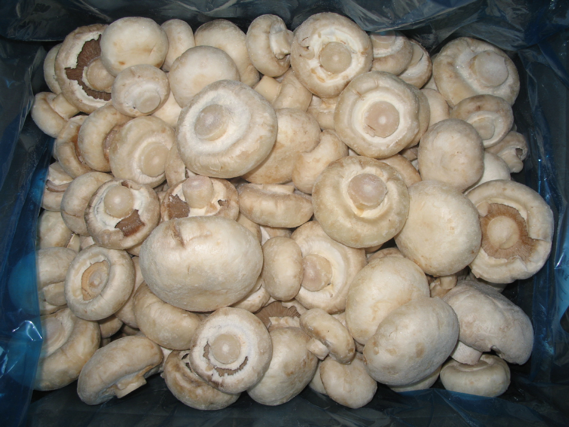 冷冻双孢菇整菇 速冻双孢菇片菇 2-6cm