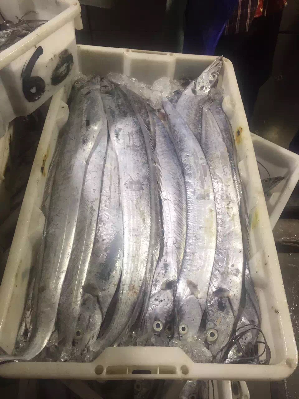 批发国产冰鲜带鱼刀鱼社区海鲜超市供应