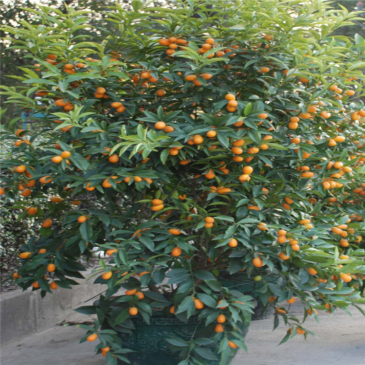 出售嫁接枸橘苗 批量出售围墙专用枸橘苗 枸橘苗规格齐全 速购