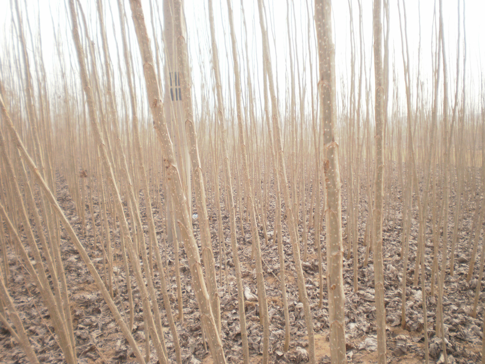 河南省出售优质速生杨树苗(高度3.5米)(中林46/107)