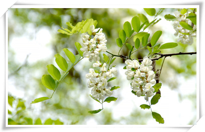 芦丁供应优质原料 nf11 芦丁 95% 芦丁批发价格 陕西西安 植物提取物