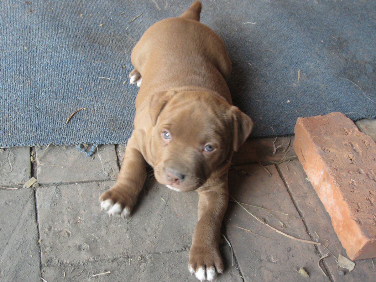 精品比特犬幼犬,疫苗驱虫已做好,比特犬ko藏獒 比特犬打架真牛