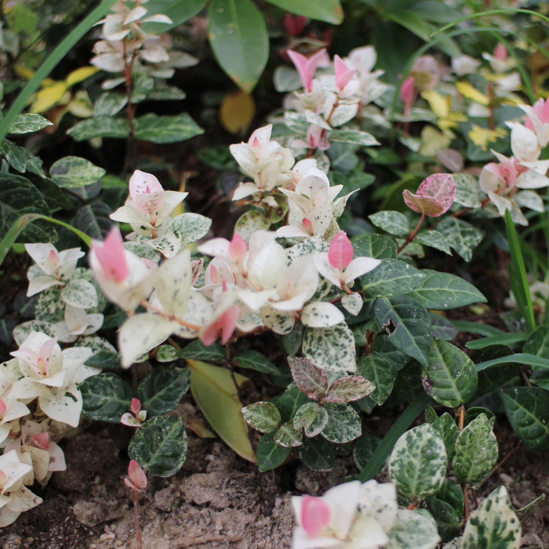 基地直销室内观叶微景观园林墙体 花叶络石