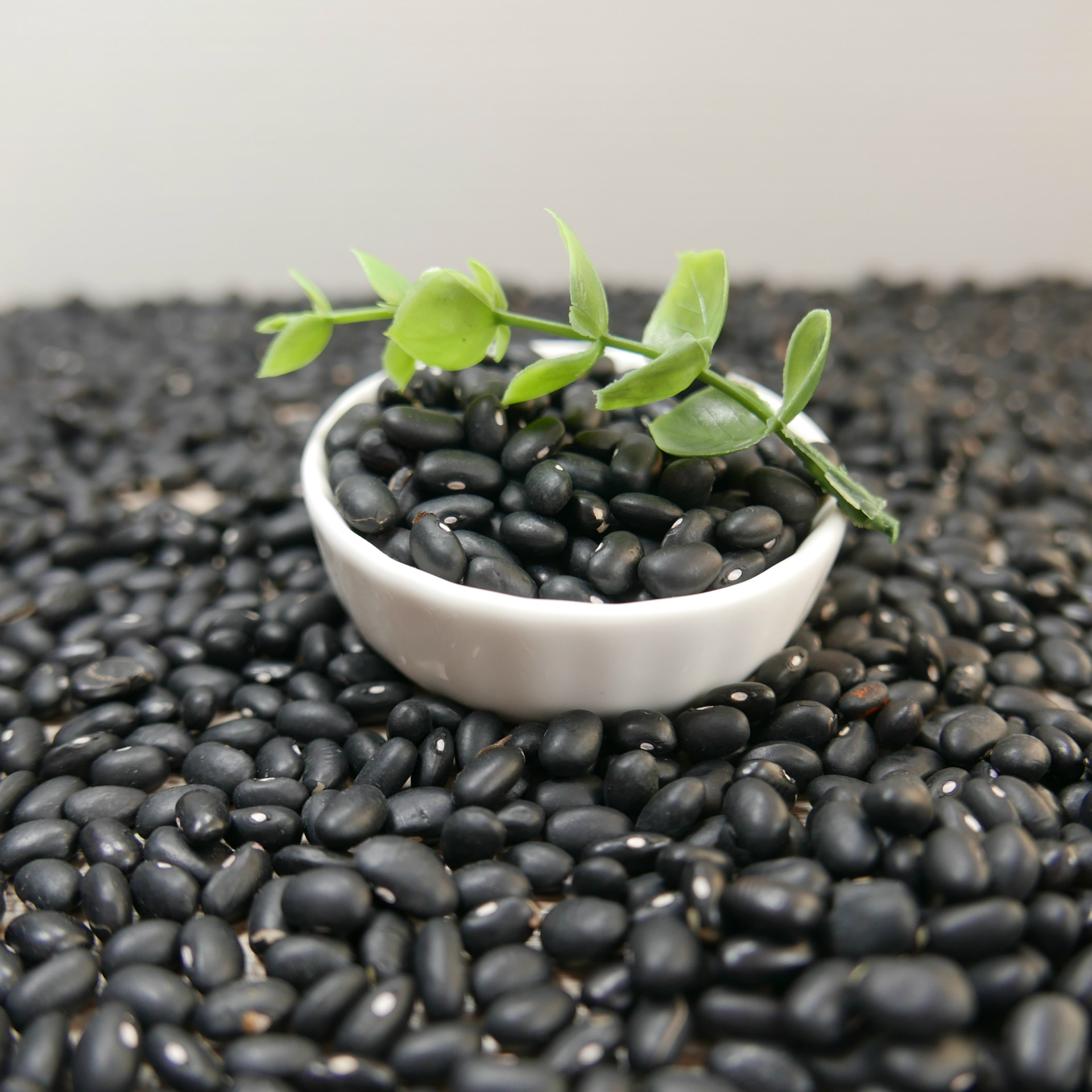 金田地广供精选黑芸豆450左右颗粒