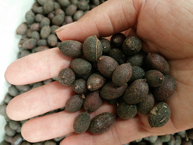 供应蒲葵子 葵扇子 葵扇籽 葵树籽 葵树子新货