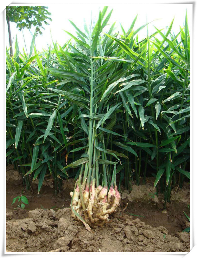 供应现货 生姜提取物 姜辣素