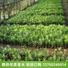 罗汉松小苗批发 一年生罗汉松小苗价格 规格全 量大从优