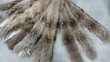 【厂家批发】  貉子毛条 耗子毛领 raccoon fur  自然色现货