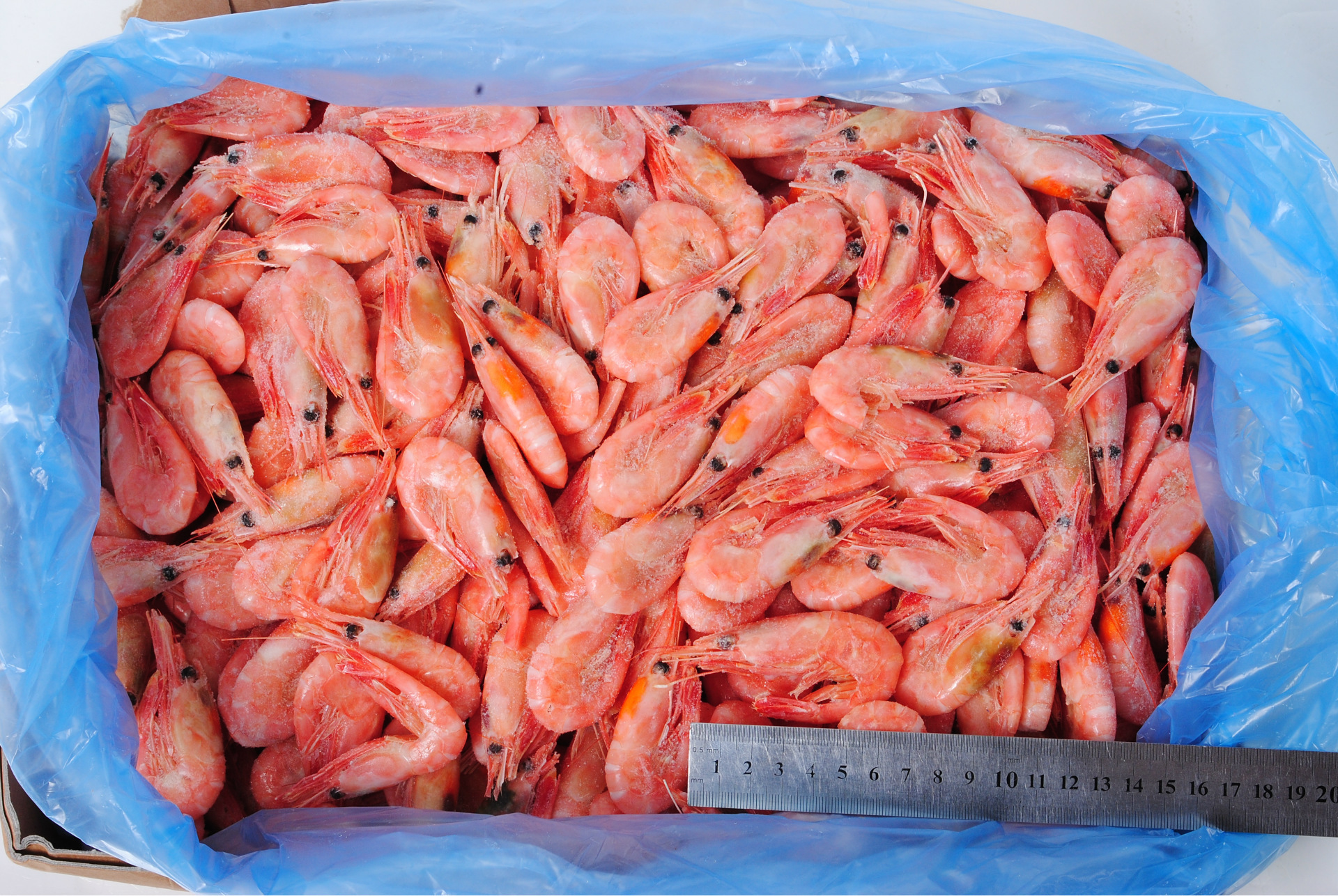 批发北极甜虾北极虾皇冠蓝熊头籽