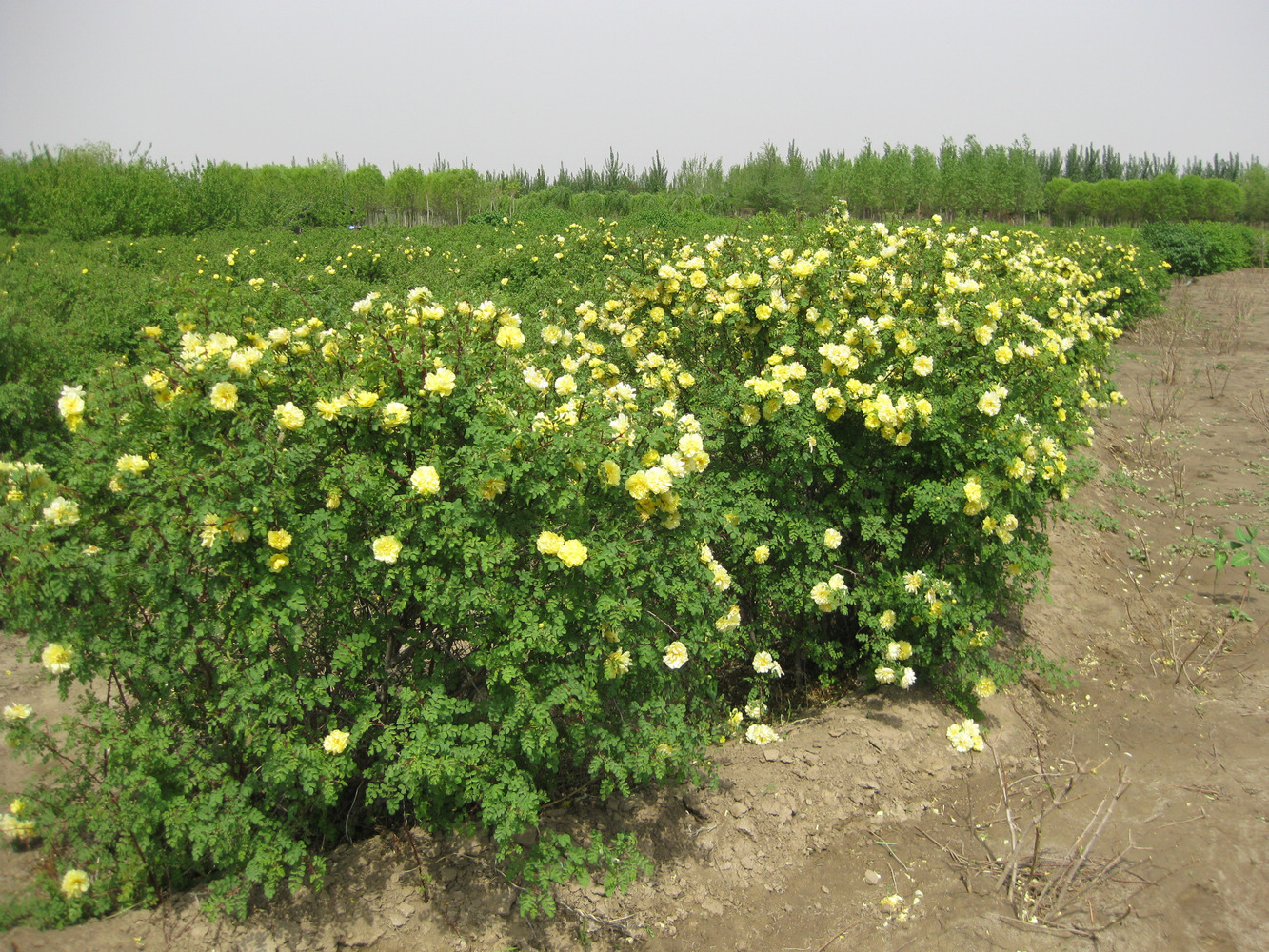 陕西,西藏优质黄刺玫工程苗批发