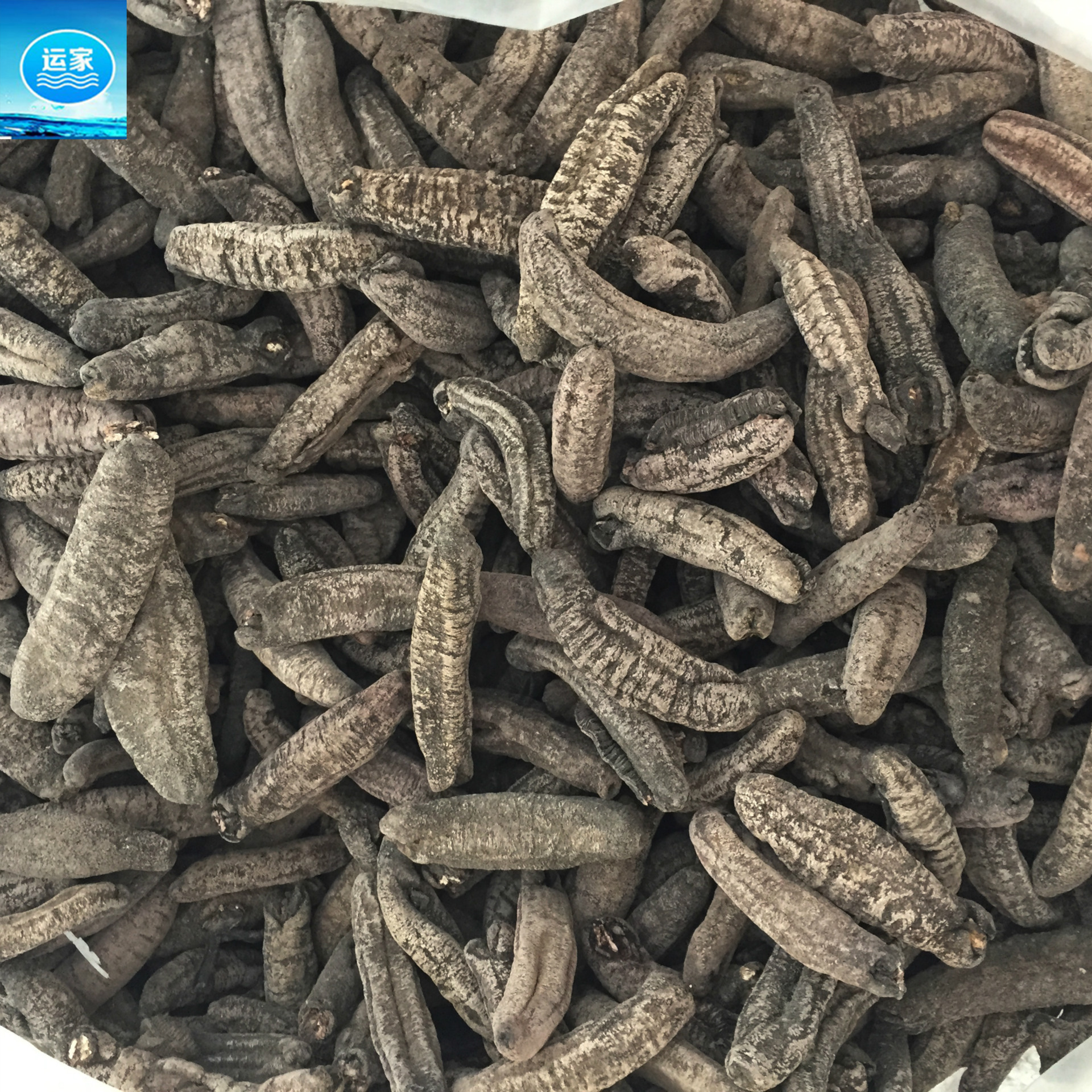 香皮参中东香皮参香参批发海参全国干货批发 淡干肉厚不麻30头