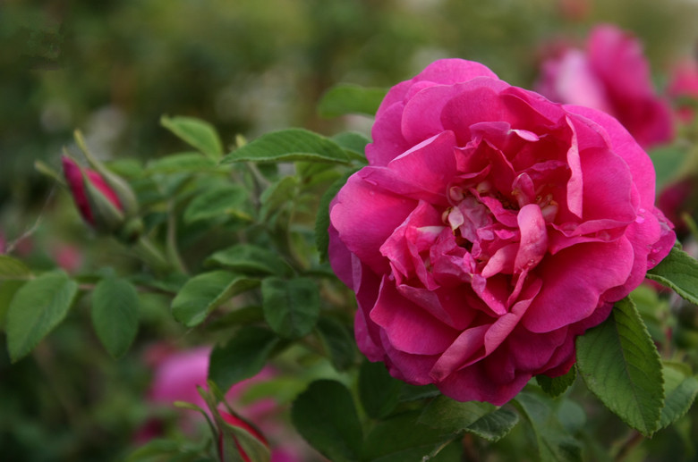 绿化工程苗木大量批发多季玫瑰 四季刺梅 黄刺玫小苗木基地供应