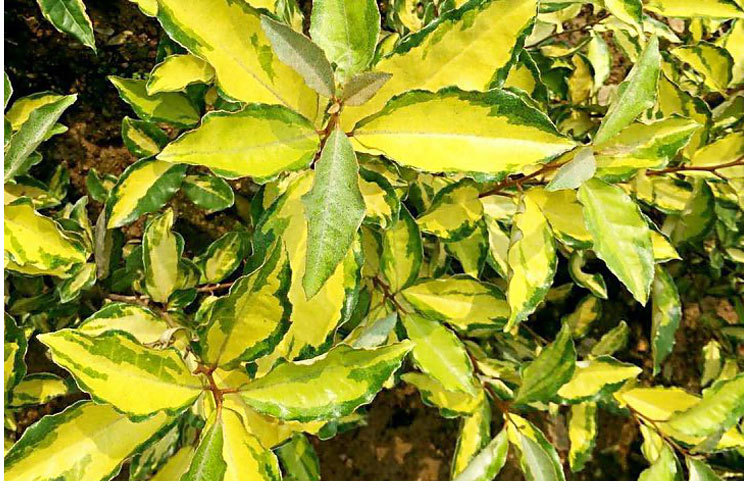 工程园林绿化苗木 法国爱利岛金心胡颓子 进口彩叶苗木基地直销