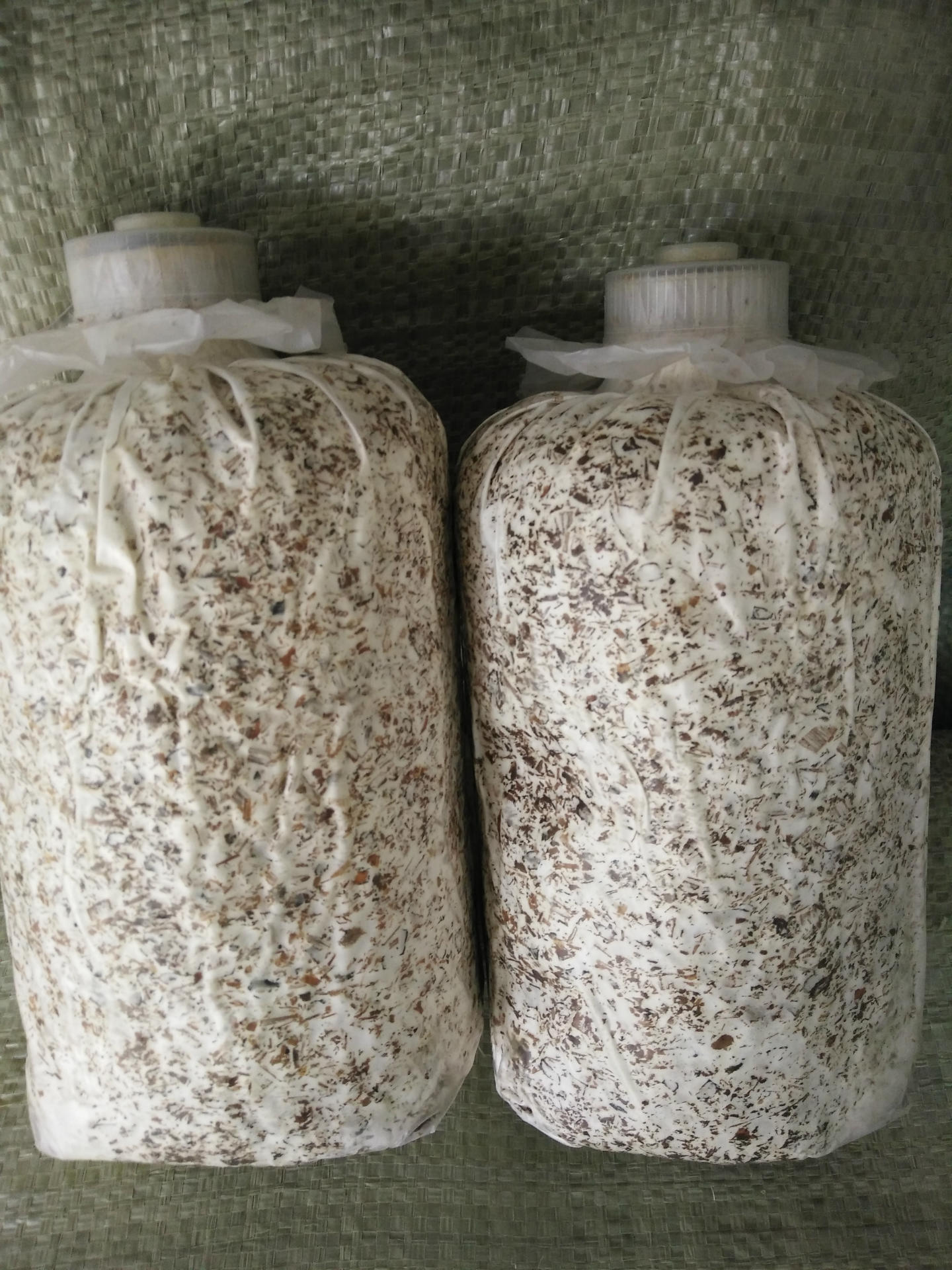 批发供应2017石斛小菇树叶型天麻萌发菌培育天麻零代种子专用菌种