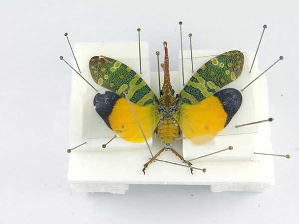 制作标本针实验教学器材中小学生物课不锈昆虫针