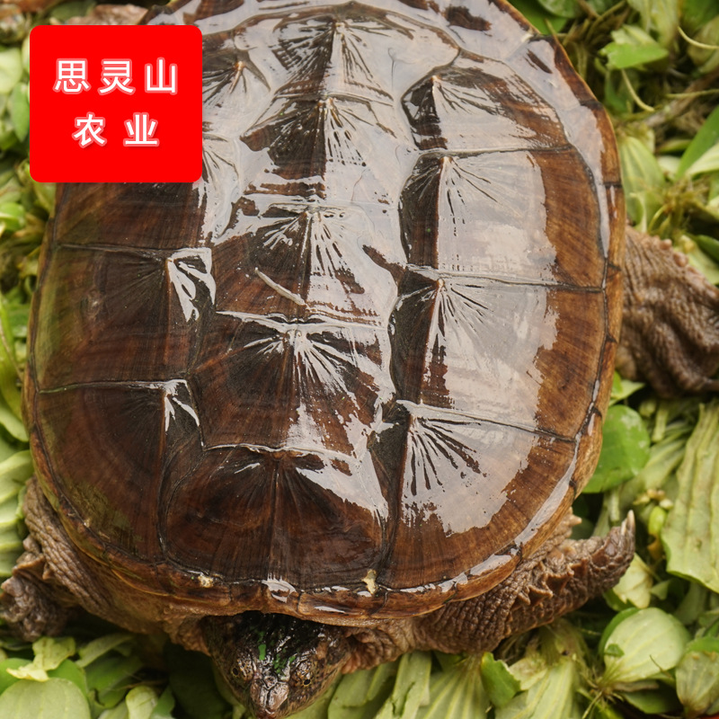 广东乌龟_广东乌龟供应商_广东乌龟批发市场
