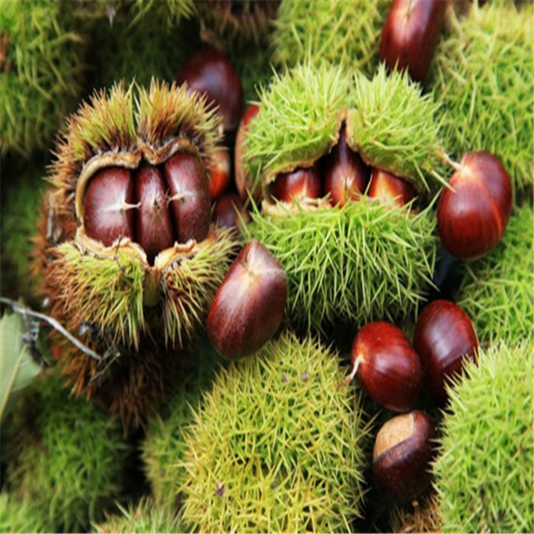 大量供应泰山板栗果当季新鲜生板栗品质齐全板栗果粒大饱满