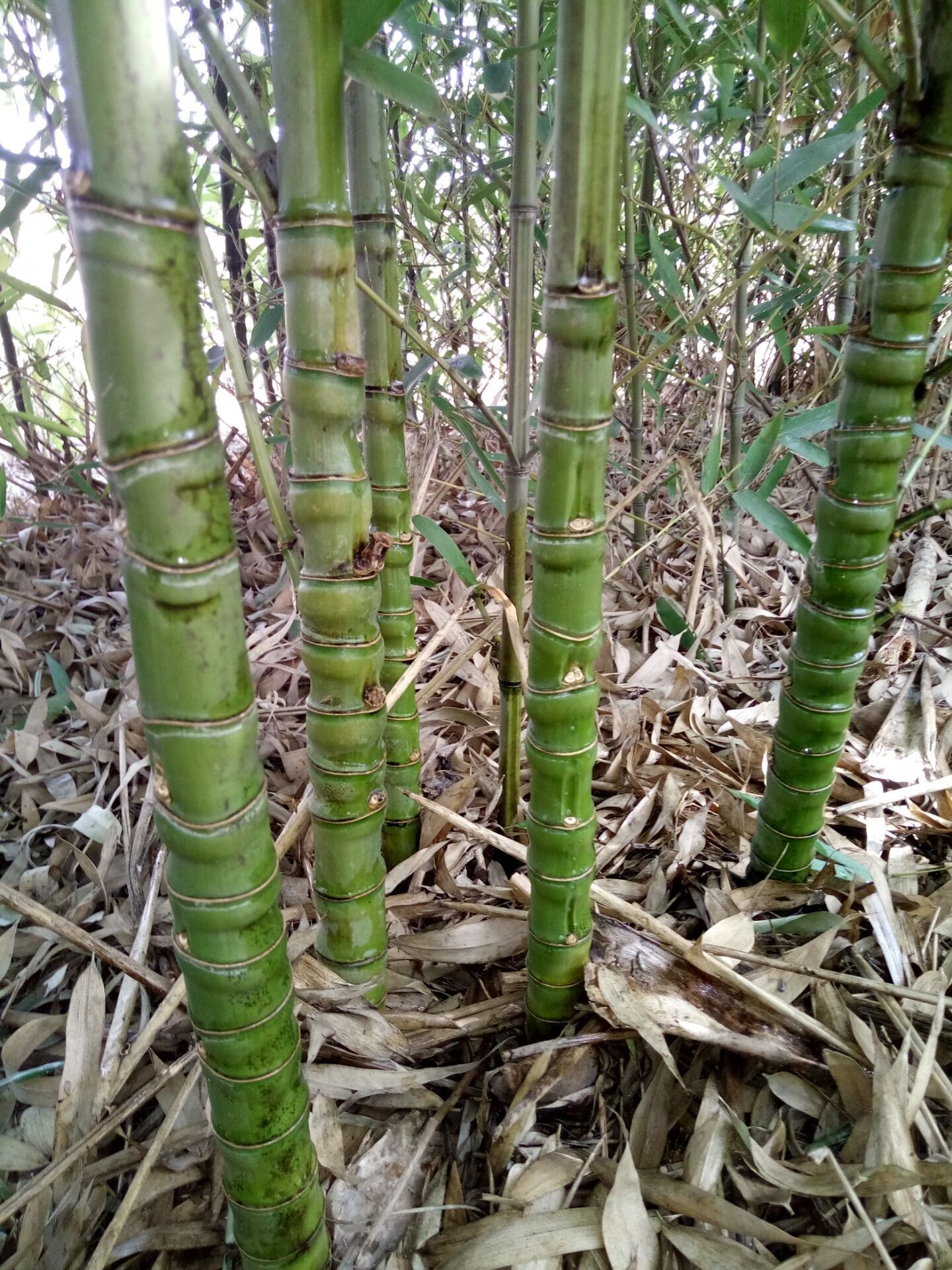 罗汉竹人面竹特别耐寒工程苗量大从优保成活