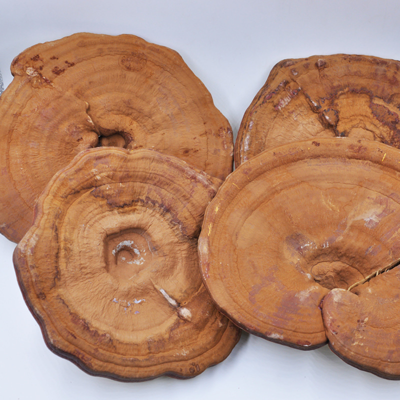 椴木灵芝子实体500g