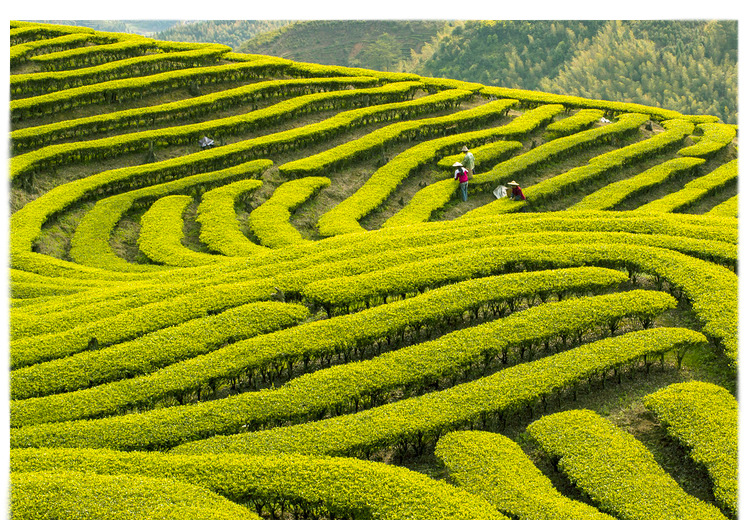 茗堂安吉白茶新茶黄茶雨特级黄金叶250g礼盒装茶