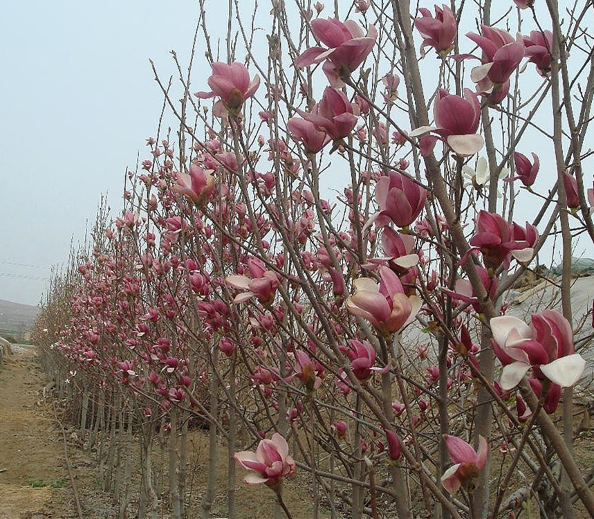 紫玉兰苗二乔玉兰树苗 红花玉兰绿化树庭院种植