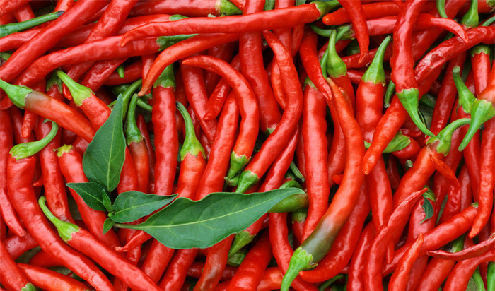 四川优秀辣椒川椒牌川干香一号辣椒种子干椒辣椒酱优秀辣椒品种