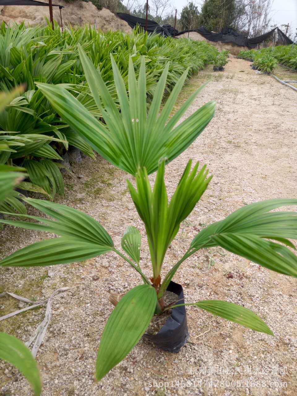 棕竹(又称观音竹,筋头竹,棕榈竹,矮棕竹)