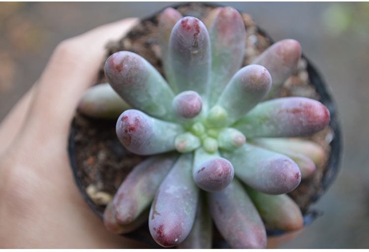 漳州多肉植物批发 玉葡萄 乙女心 多肉植物 防辐射盆景盆.