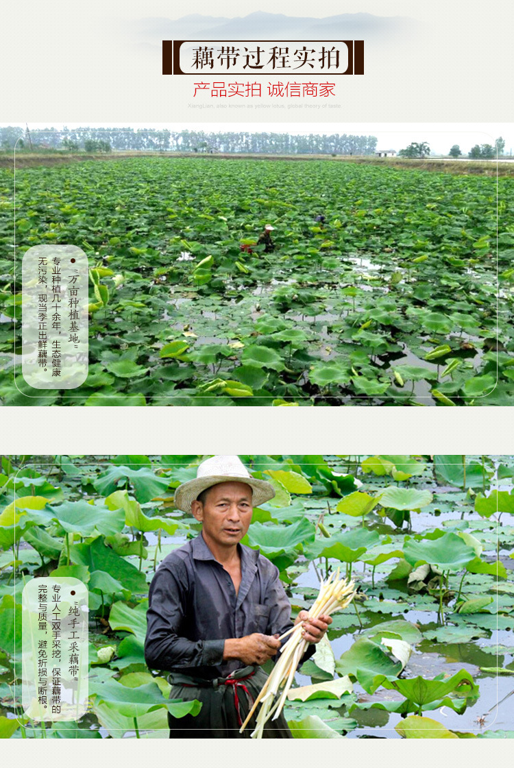 供应新鲜藕带 原产地直接拿货 仙桃藕带 藕御莲藕种植场批发