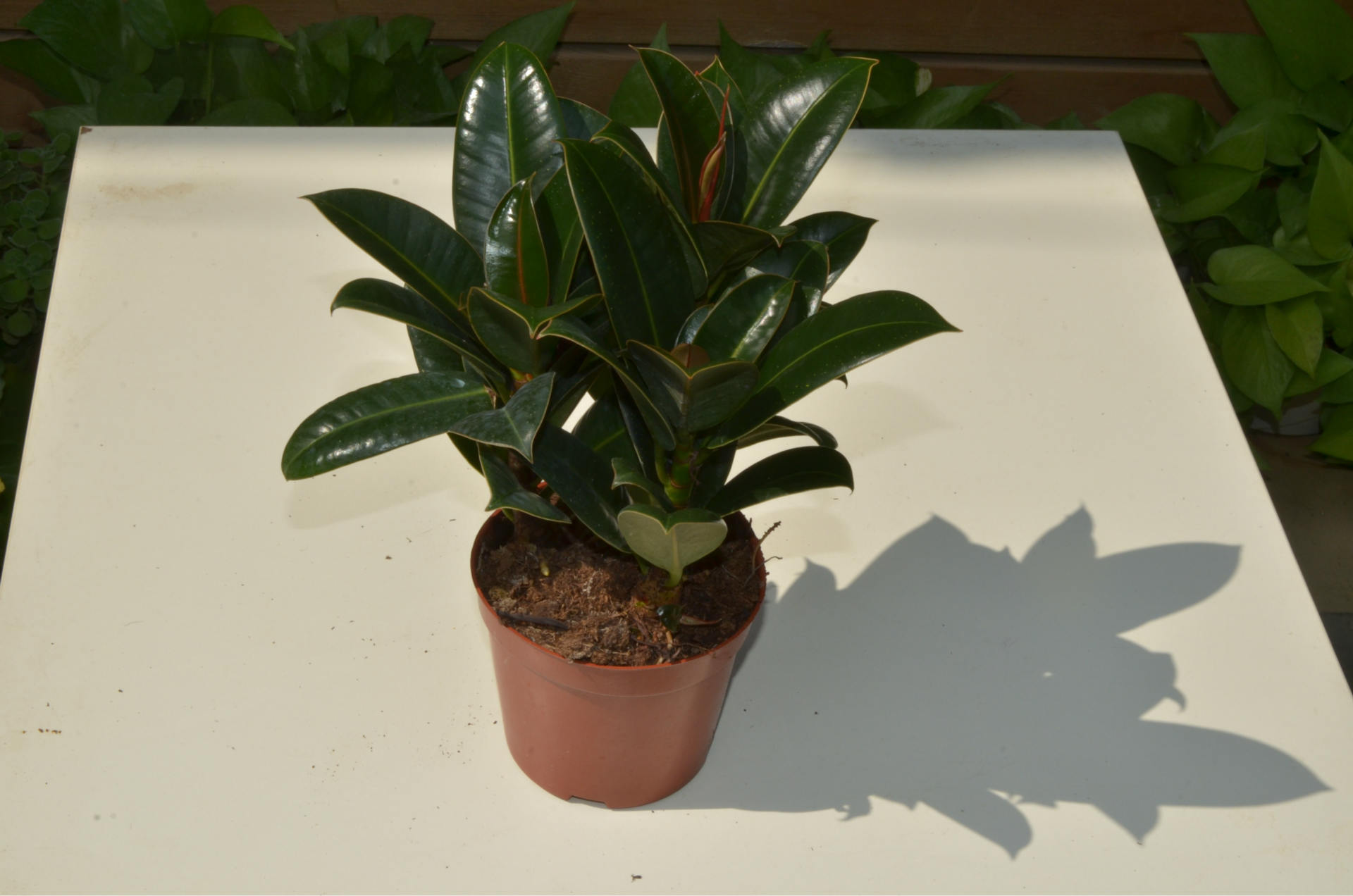 室内客厅绿植花卉盆栽 观叶绿色植物 小金刚 橡皮树 吸甲醛