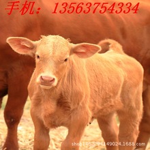 小黄牛犊广西小黄牛新价格 云南哪里有卖小黄牛的-黄牛牛犊价格