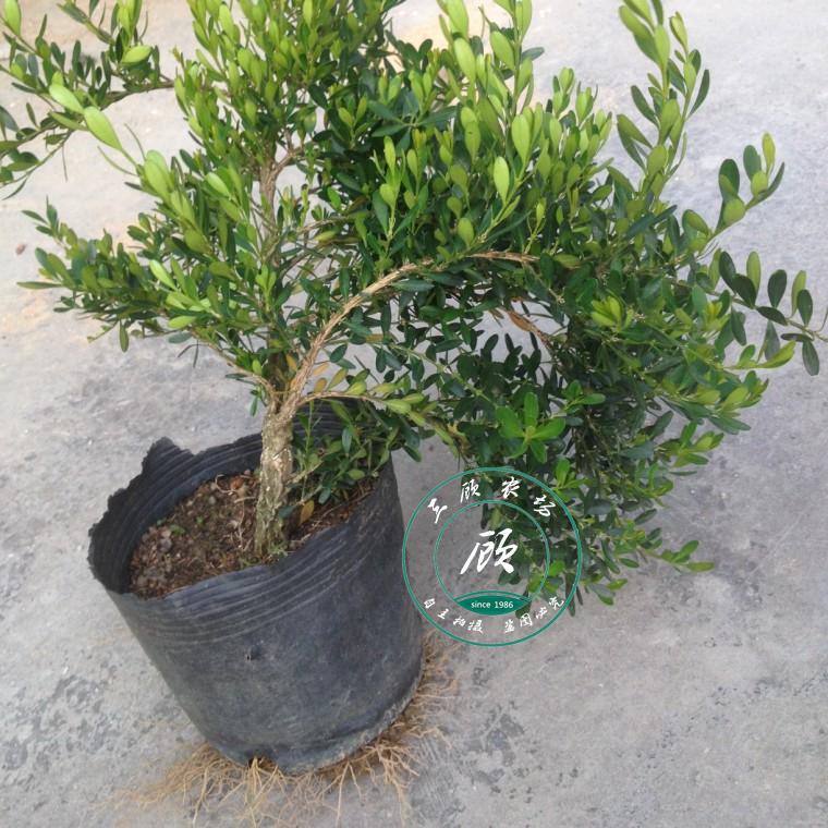 珍珠黄杨盆景雀舌黄杨盆景黄杨树桩实物室内盆栽绿植