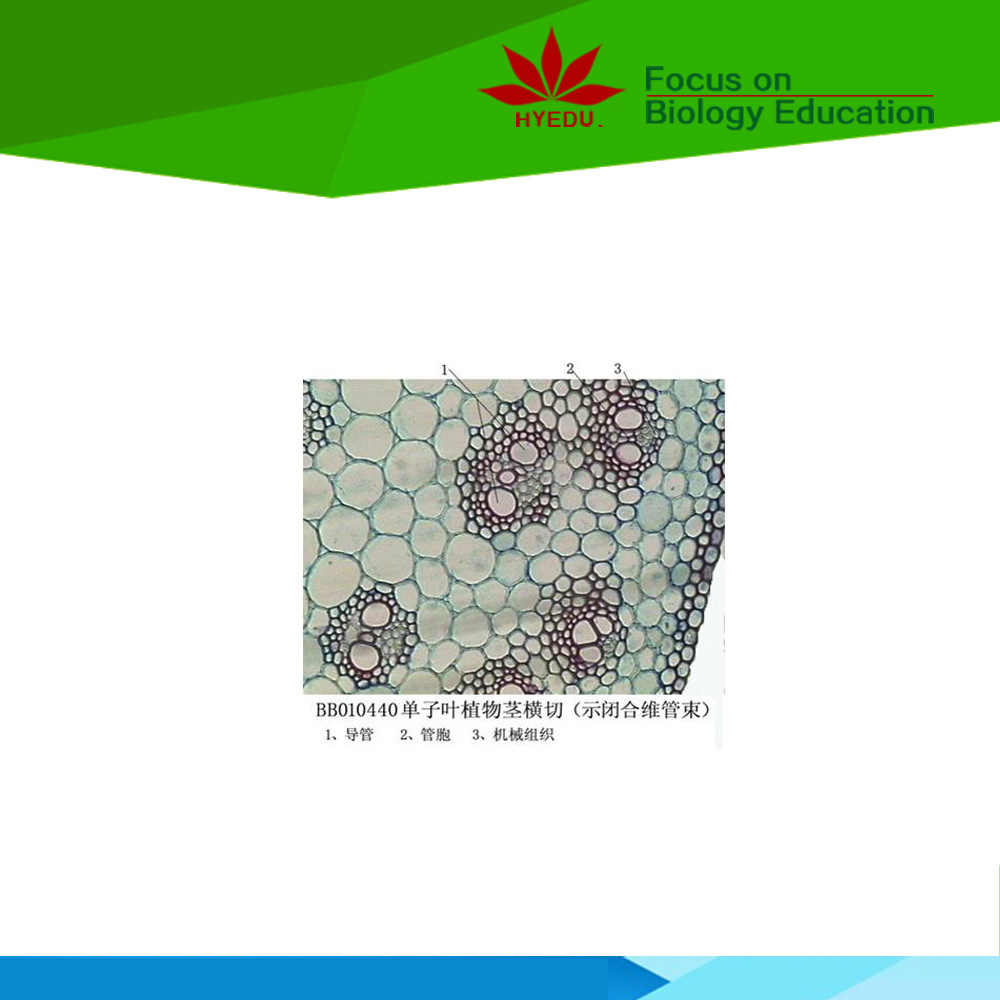 单子叶植物茎横切 草本植物茎 玉米茎横切 单张生物切片标本