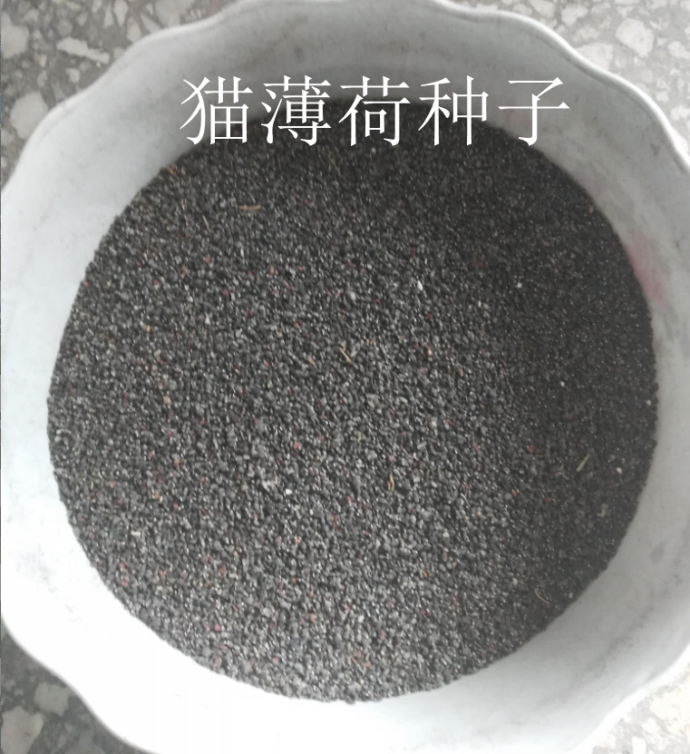 批发薄荷种子薄荷种子观赏薄荷猫薄荷种子牛奶香薄荷等